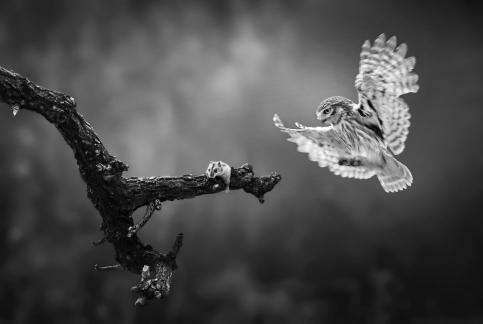 Baby owl watching