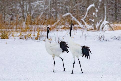 Courtship