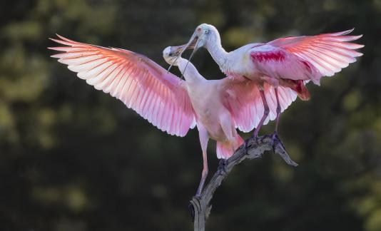 Spoonbill feeding 11