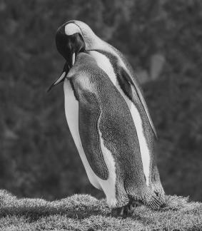 King Penguins in love