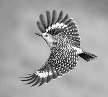 Golden fronted Woodpecker 14