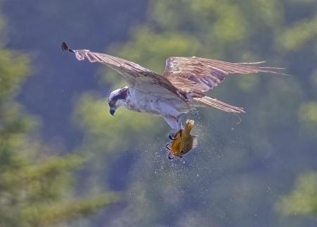 Osprey with fish 56