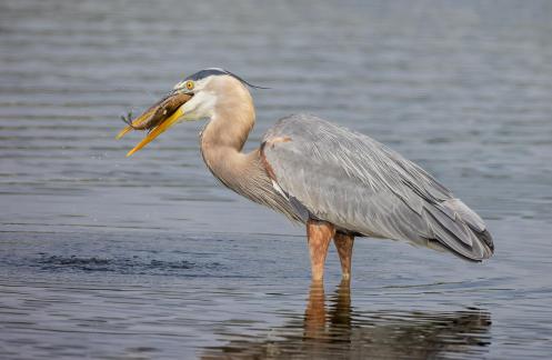 Blue Heron swallowing catch 56