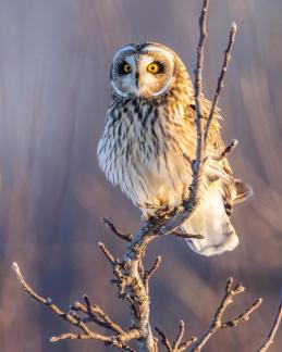 Short Eared Owl 7