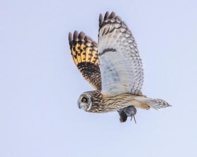 Short Eared Owl in Hunting 15