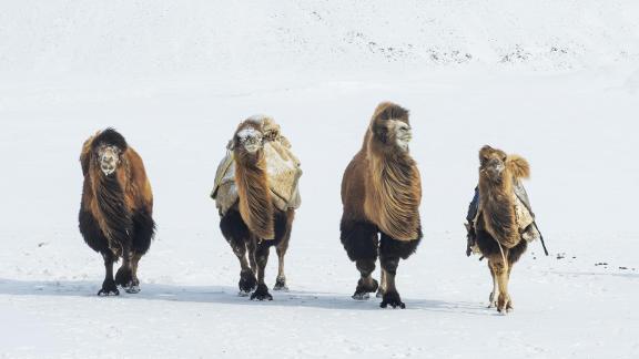 Camels 4 Approaching