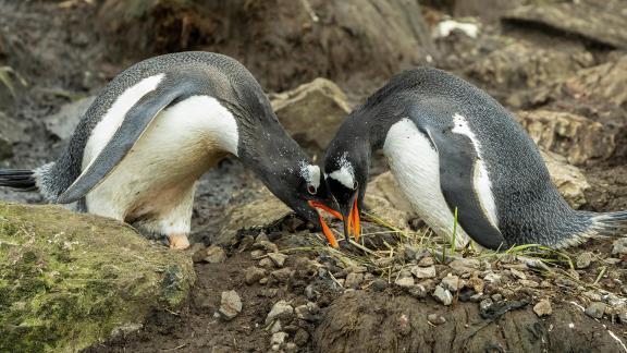 Gentoo Pair Nest Building 01