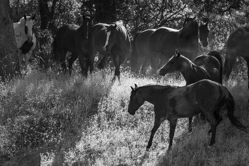 Horses Milling on Hillside