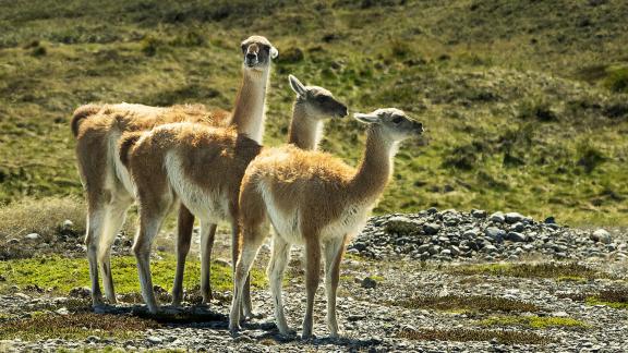 Tres Guanacos in a Row