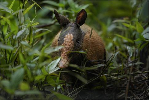 Armadillo in Undergrowth CR