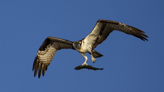 Osprey w Fish Hangs in Blue Sky