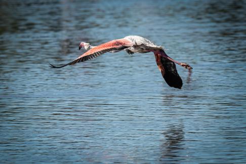 Flamingo in flight 3