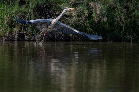 Heron at the marsh 1