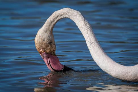 Flamingo drinking 2