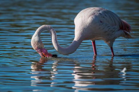 Flamingo drinking 3