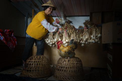 Grandma catches chicken