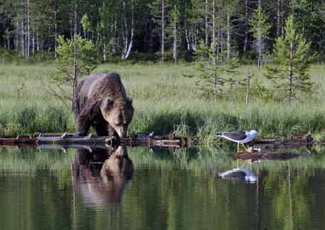 Bear and gull