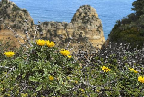 Plants of rocky coast