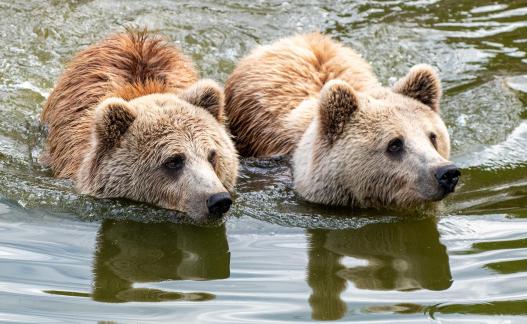 Two Bears swimming