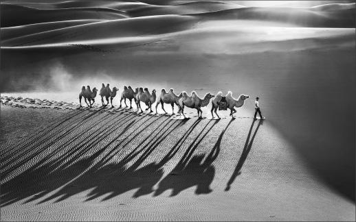 Camel and Shadow 