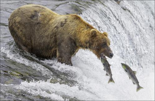 Catch fish at Brooks Fall