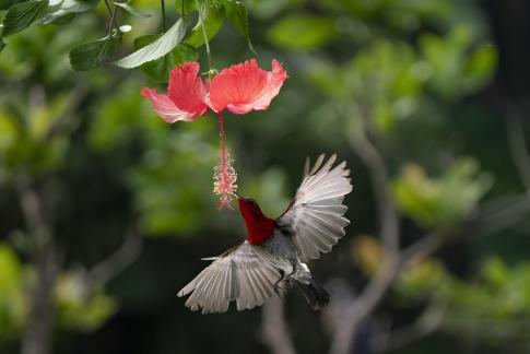 Honey harvesting sunbird