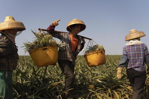 A bumper harvest of pineapples