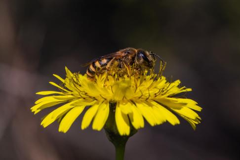 HONEY BEE ON FLOWER 2024