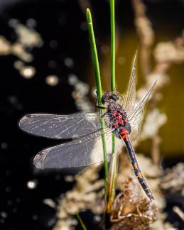 Dragonfly 16