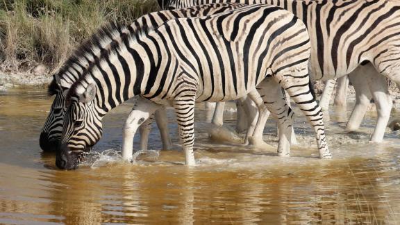 Zebras at the waterhole