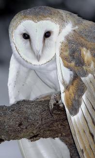 Barn Owl