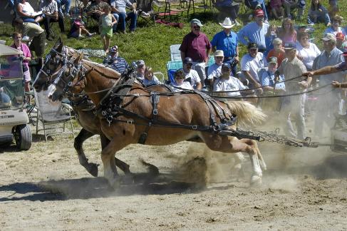 Horse Pulling Contest