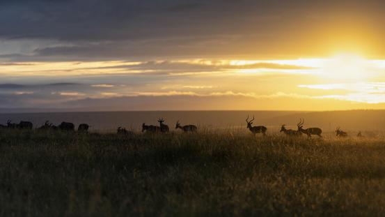 soleil levant sur la savane