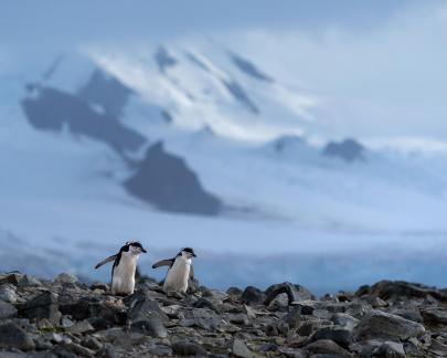 Chinstrap penguins walking by