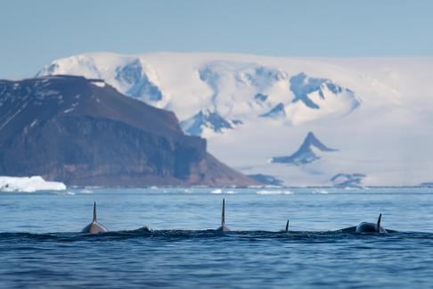 A pod of Orcas in Antarctica