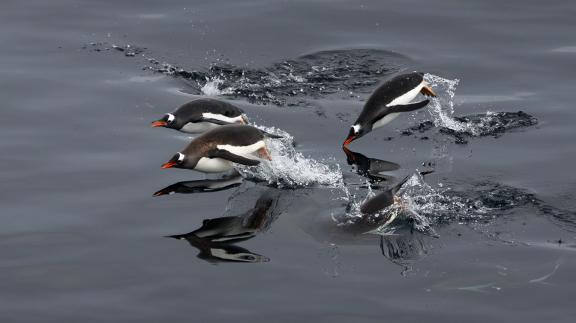 Gentoo penguins swimming by