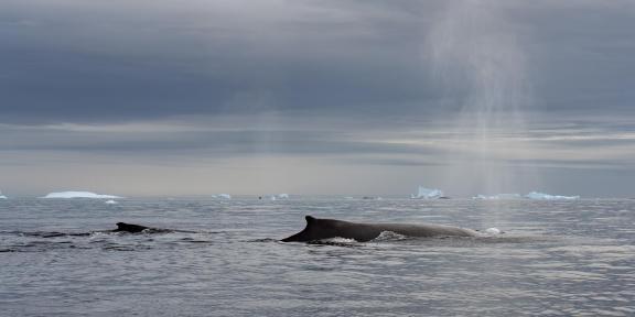 Humpback whales breathing