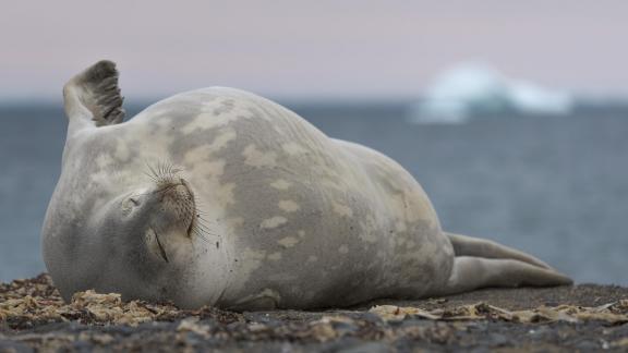 Sleeping Weddell seal