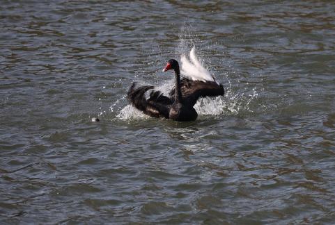 Cool swan bath in water