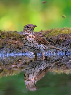 Song thrush