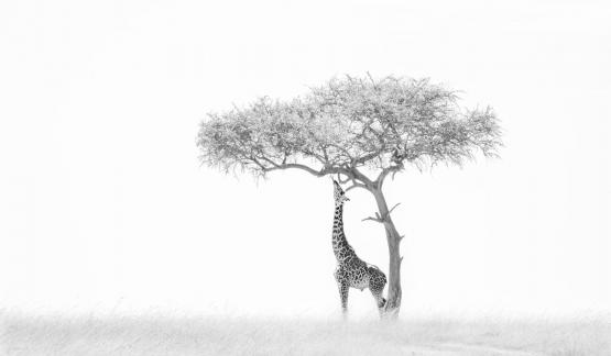 Tree and giraffe