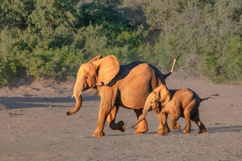 Running Elephant1