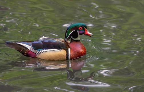 Wood Duck in the State park 