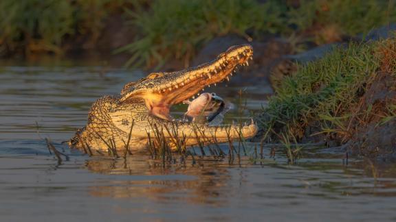 Fish in Mouth