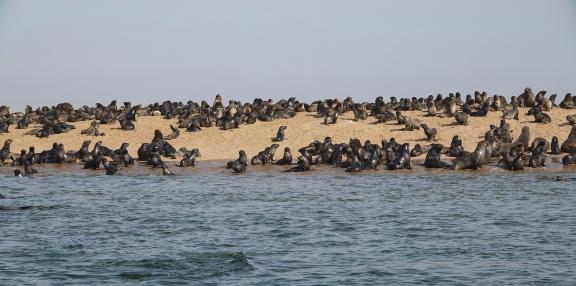 Cape seals_7