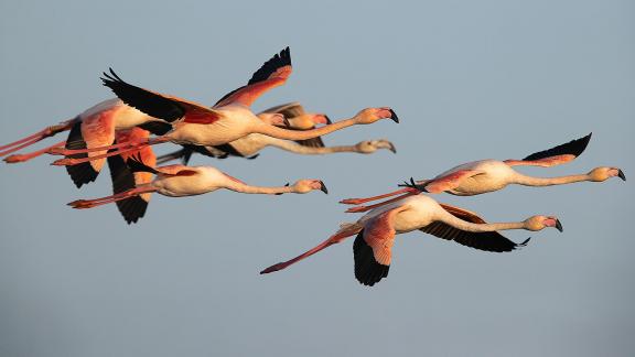 Flamencos volando