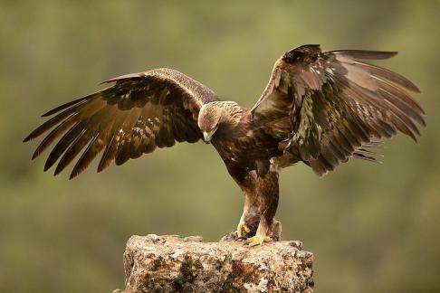 Golden eagle in action