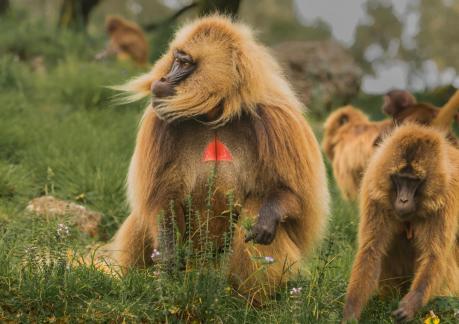 Ethiopia Gelada 105