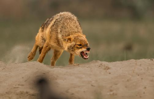 Golden Jackal 107