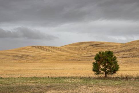 Palouse Lone Tree